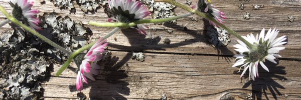 RaghnaidS Profile Banner
