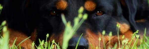 Dangerous01's profile banner image