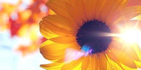 Steph Matesevac banner
