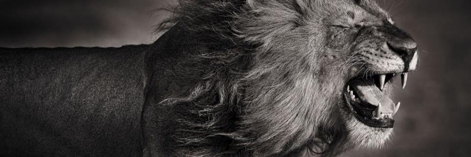 kunlle's profile banner image