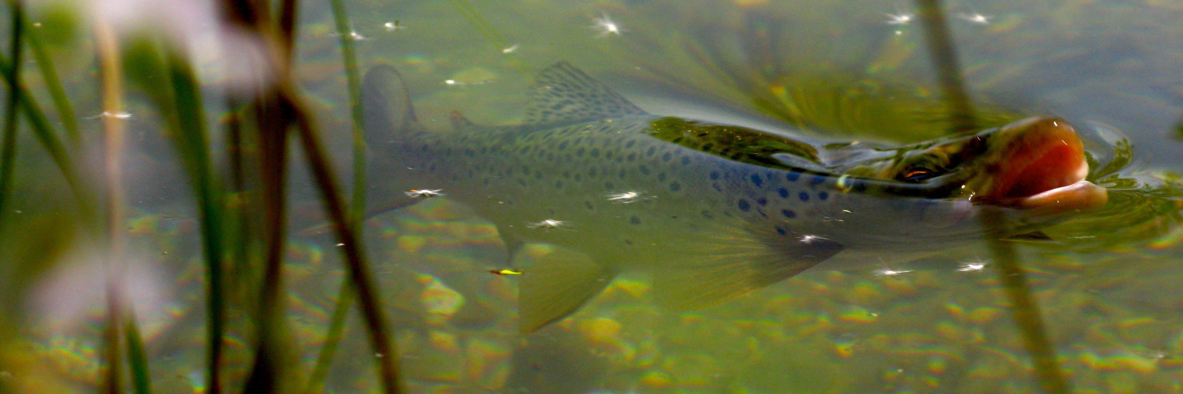 WildTroutTrust's profile banner image