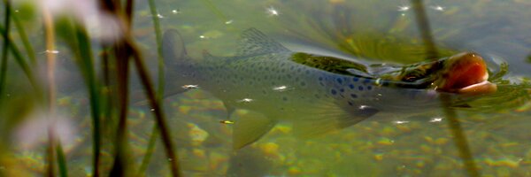WildTroutTrust Profile Banner