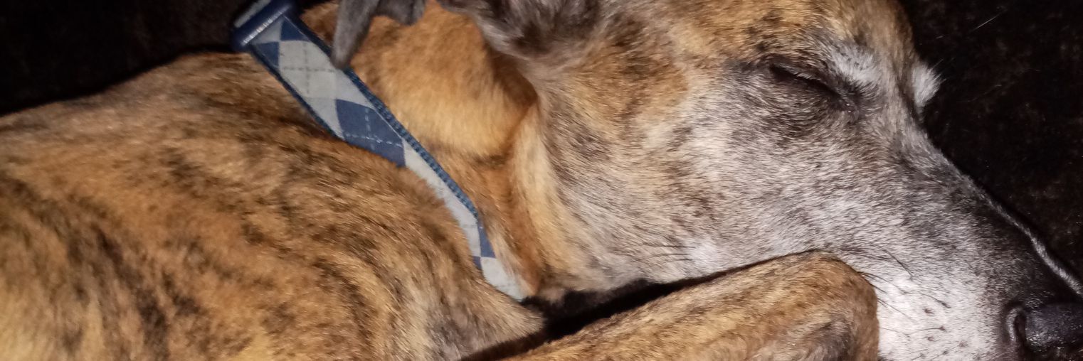 ScuffyP's profile banner image