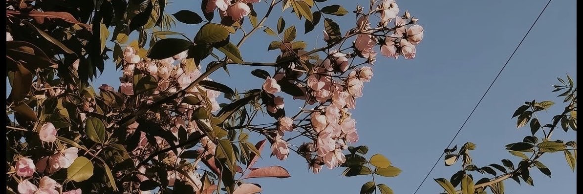 InesBentNass's profile banner image