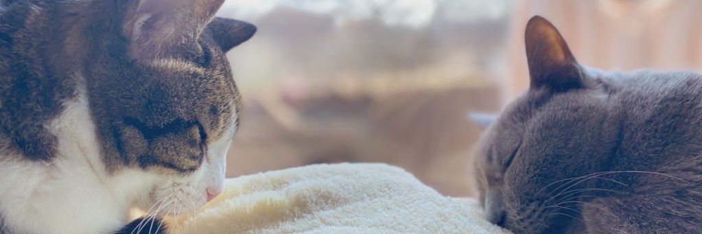 kao_0110's profile banner image