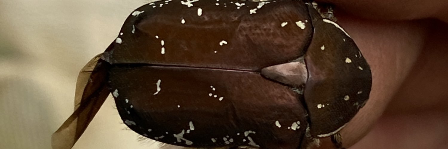 IPC_O's profile banner image