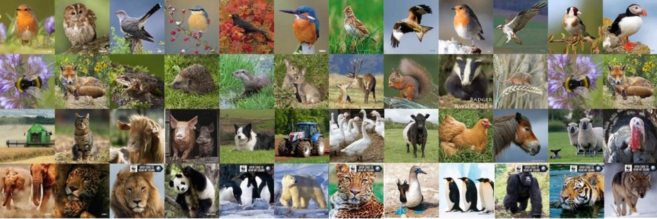 ReallyWildCards's profile banner image