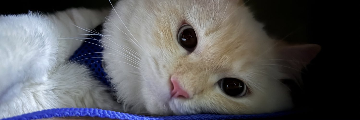 krnbabeee's profile banner image
