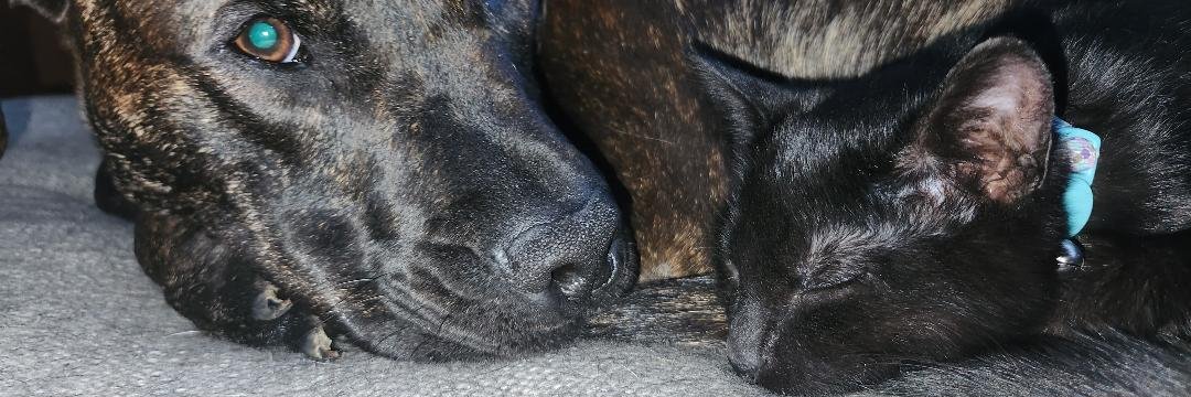 ItsmeJo 🏴‍☠️⚾🇺🇲🇺🇦🇩🇪 banner