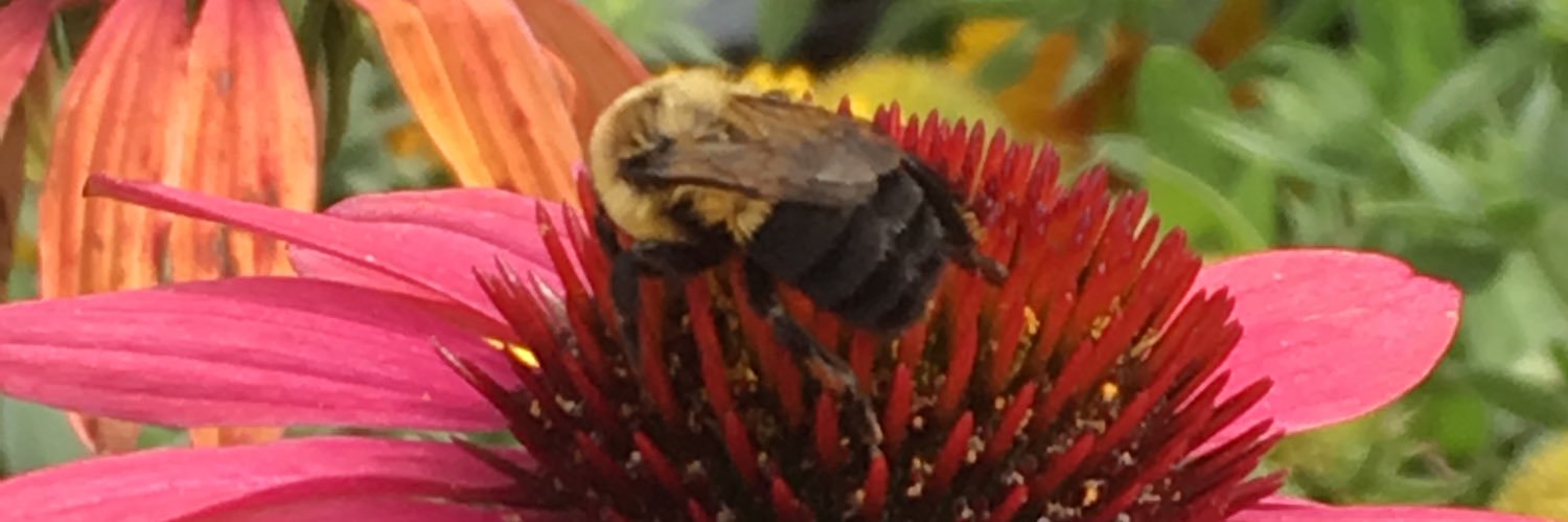 Sara Odland-Beyna banner