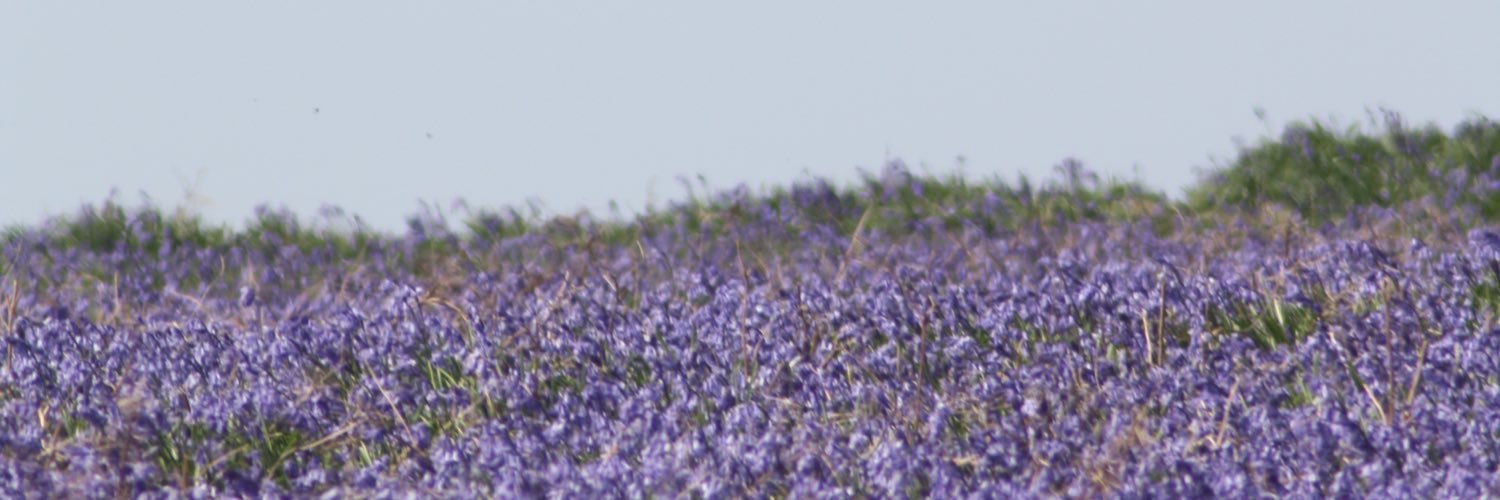 SaffMitten's profile banner image