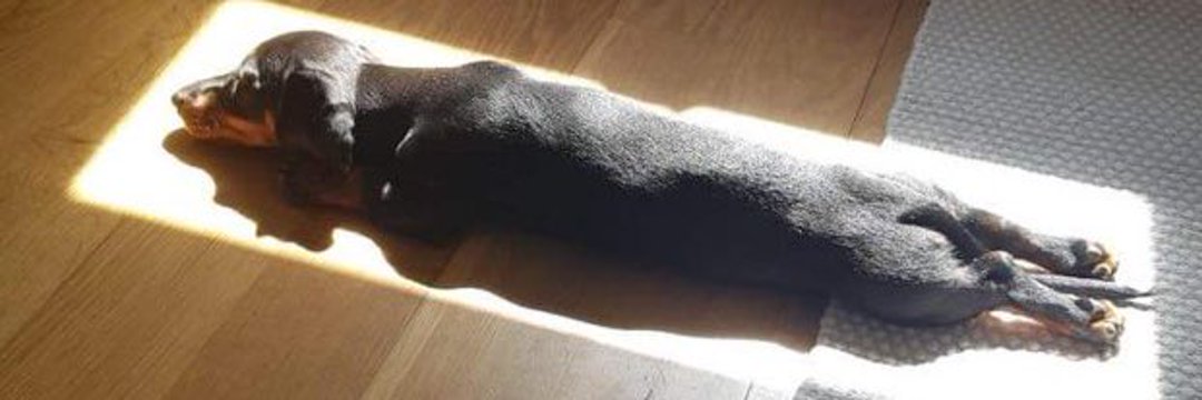 Diego Guerrero banner