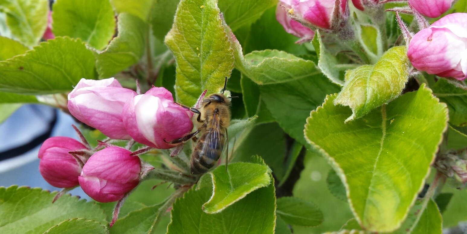 bunburybees's profile banner image