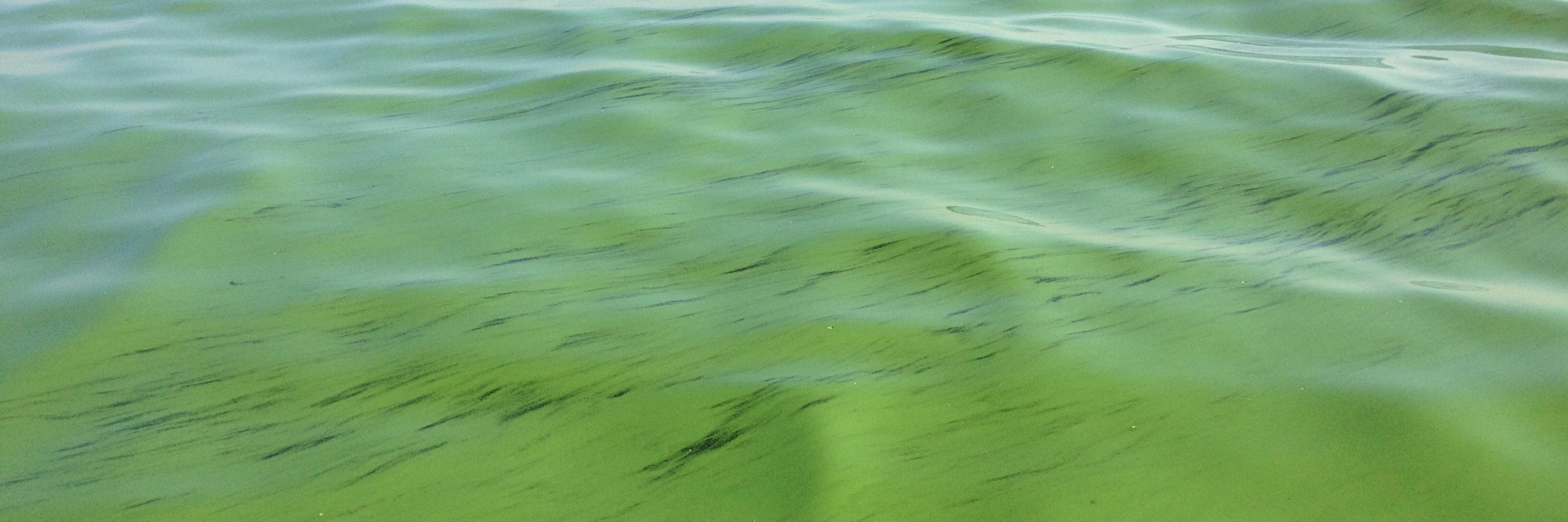 Silvia Newell banner