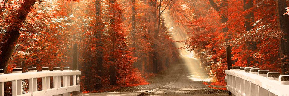 AnneMarie Stephenson banner