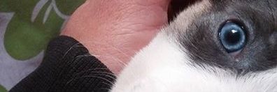 luansiliense's profile banner image