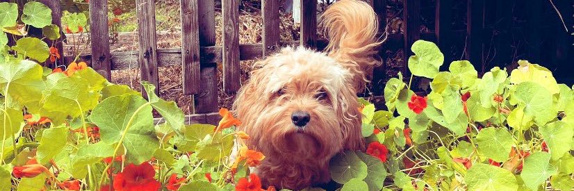 Mr Doodles banner