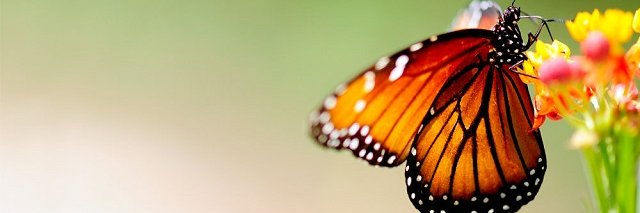 BellaboutiquePl's profile banner image