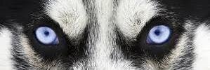 realwolfman69's profile banner image