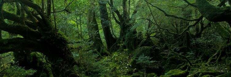 🌲深い森🌲 banner