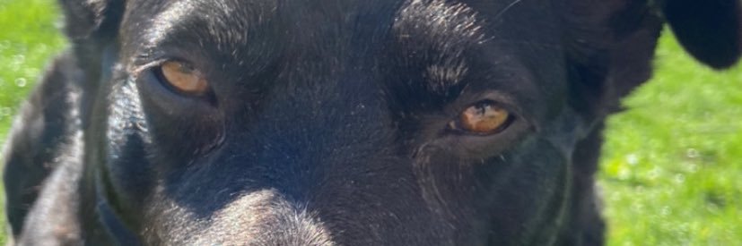 francescaaskye's profile banner image
