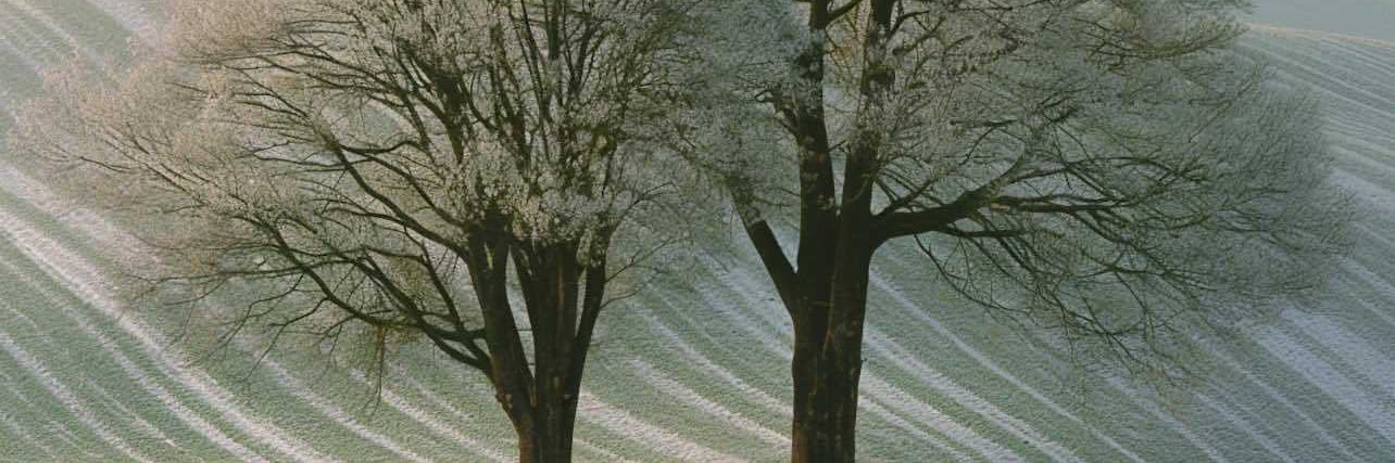 Bryan Michael Wolfe banner