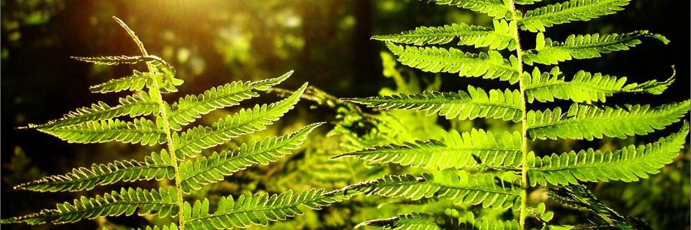 Debbie Forbes banner