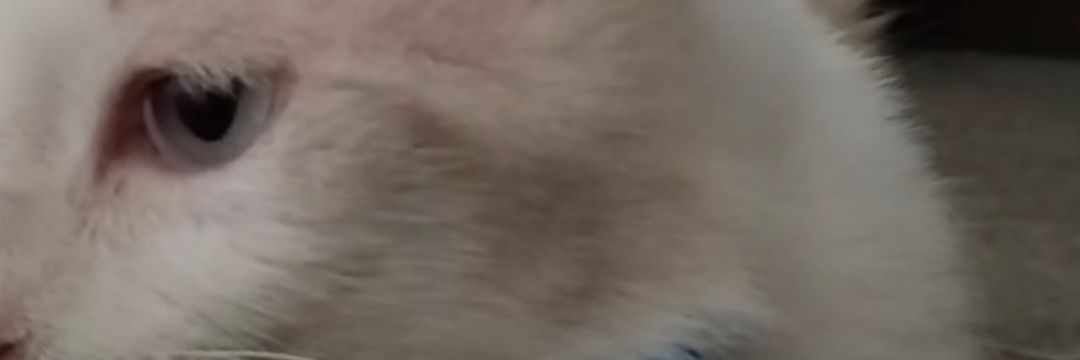 issoetumesake's profile banner image