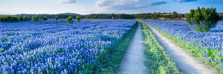 Texas Forever banner