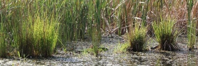 Point Cook CollegeP9 banner