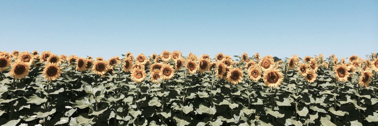 Stephanie Divitaris banner