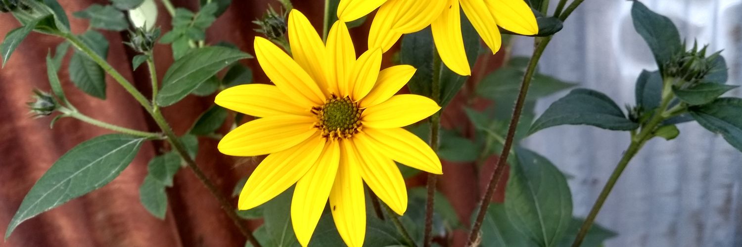 luu_barada's profile banner image