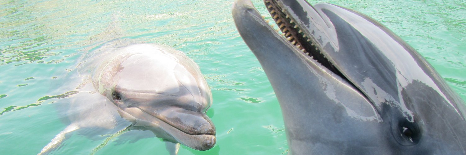 Dolphin_Beach_'s profile banner image