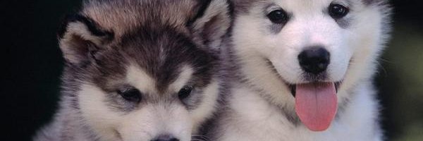 luma2213's profile banner image