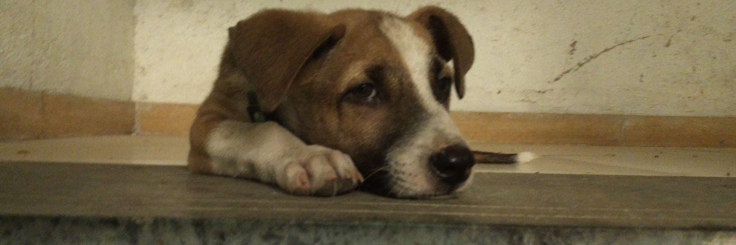Goenchoburgo's profile banner image