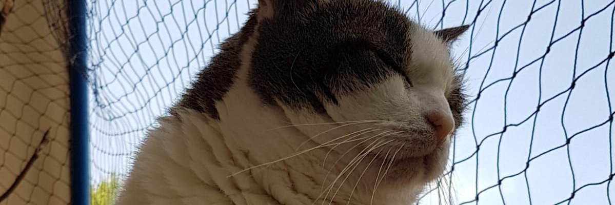 Plueschmurmel's profile banner image