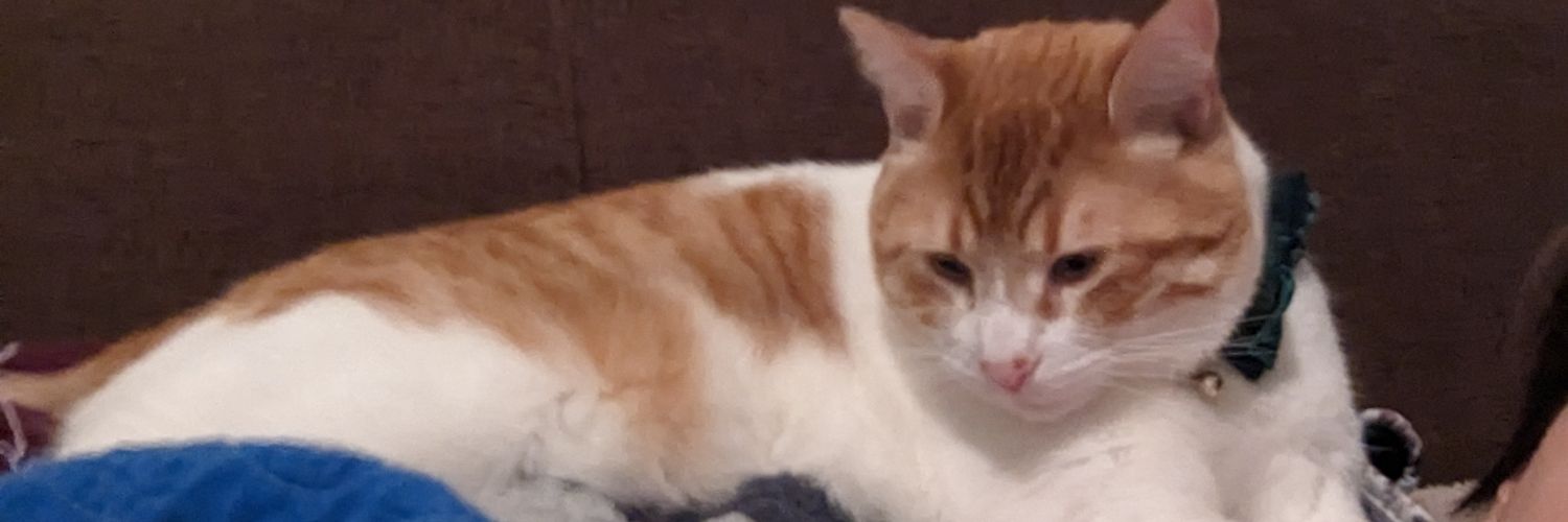 CatStanSusie's profile banner image