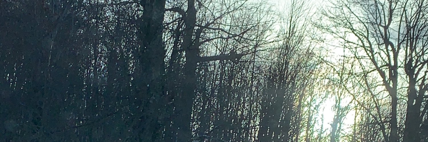 الحسون البري 🐝 banner