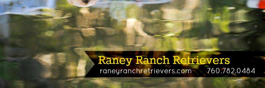 RaneyRanchRet's profile banner image