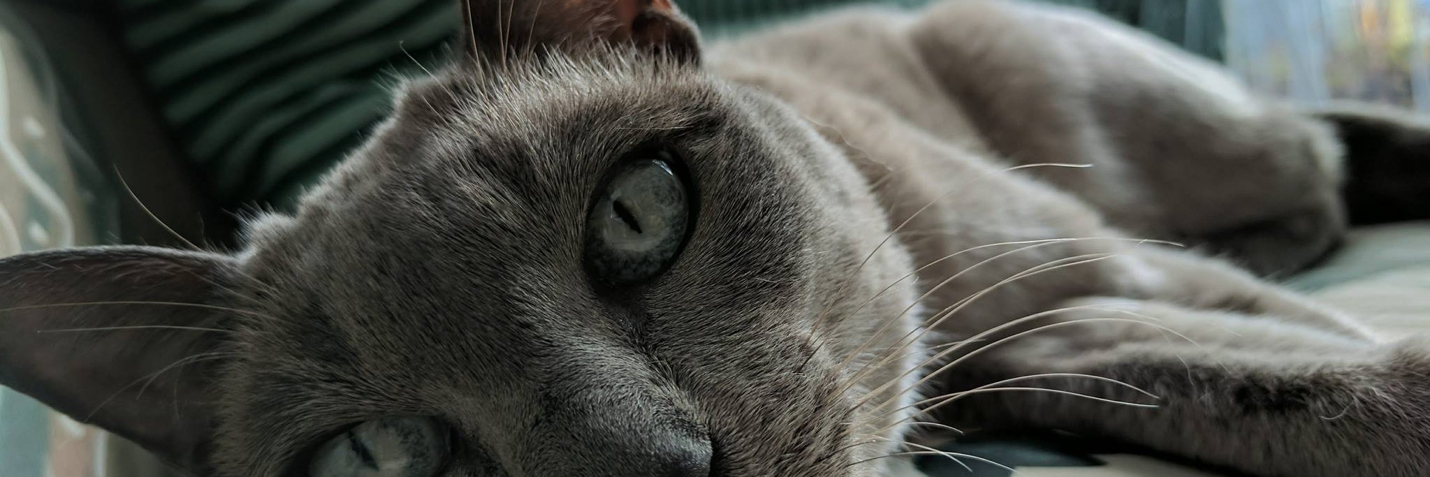 MikaelaAsfour's profile banner image
