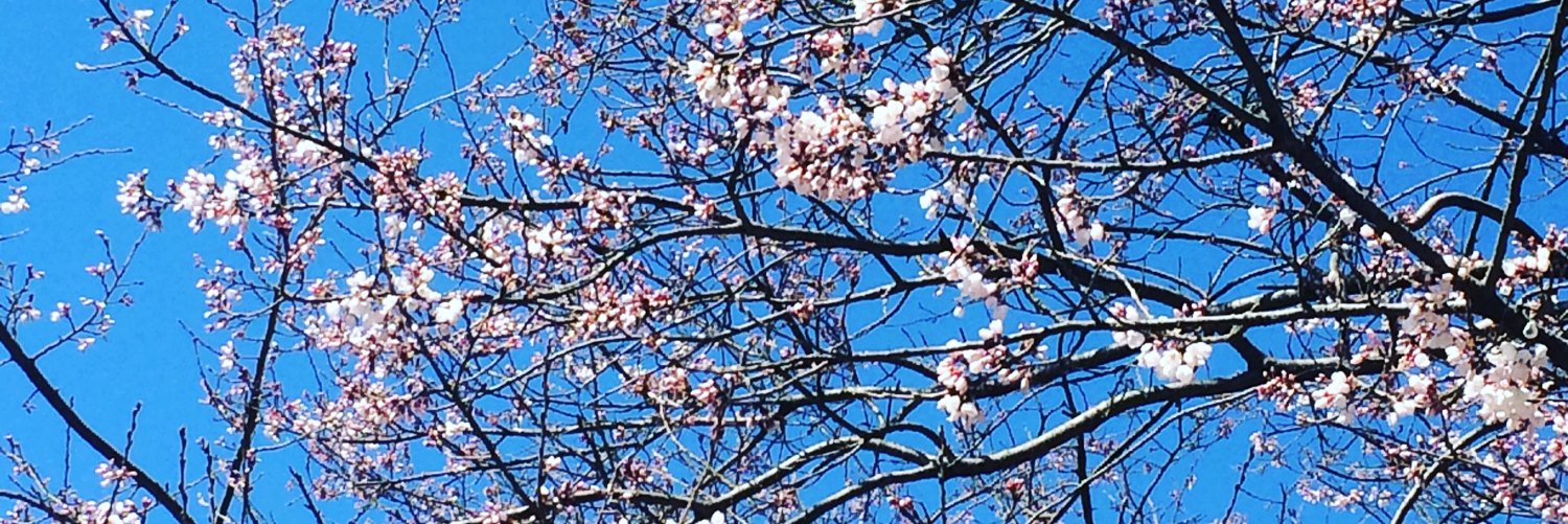 Sachiko Kichijima banner