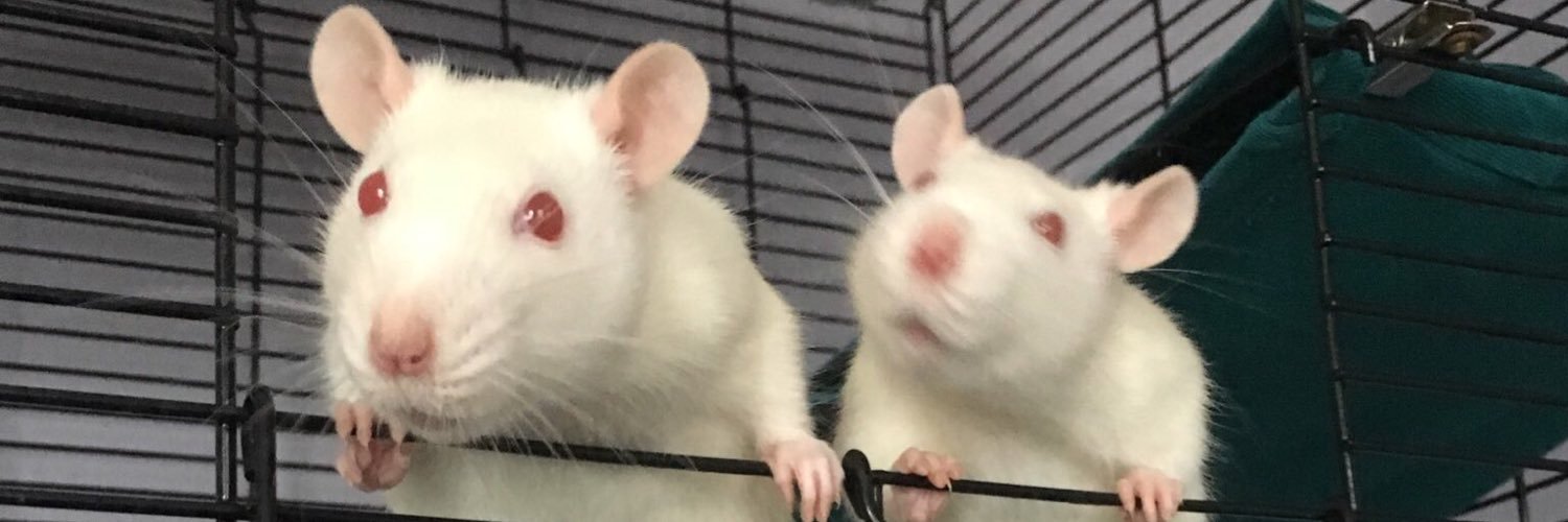 Такако ⓥ🌱🐀🐁 banner
