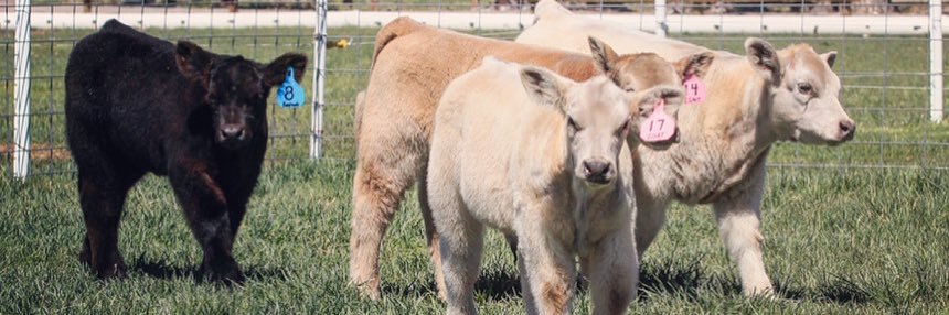 Bushman Cattle (@bushmancattle) / Posts / X