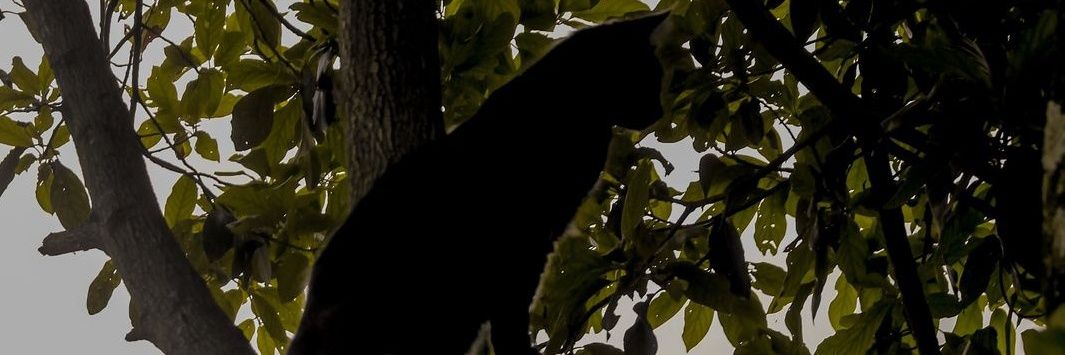 𝓛 banner