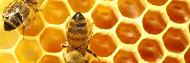 AyrBeekeepers's profile banner image