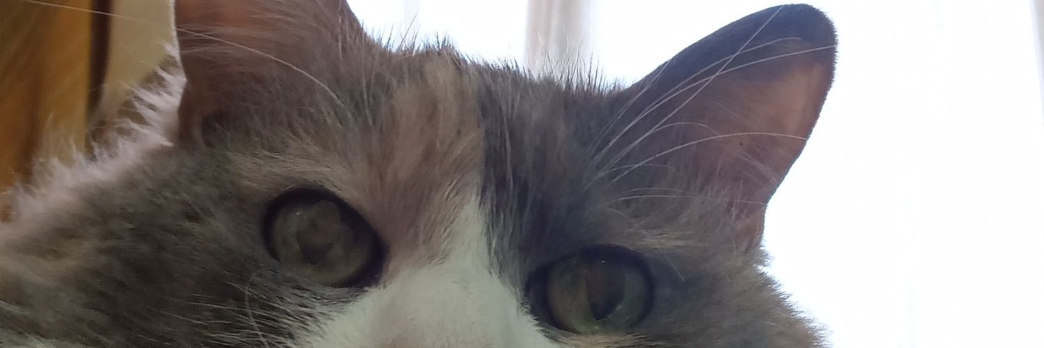 mumu_sampler's profile banner image