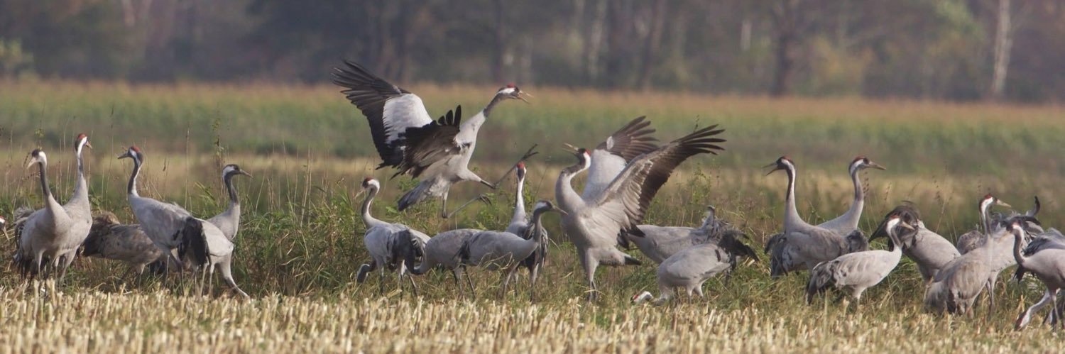 Tine Hendriks banner