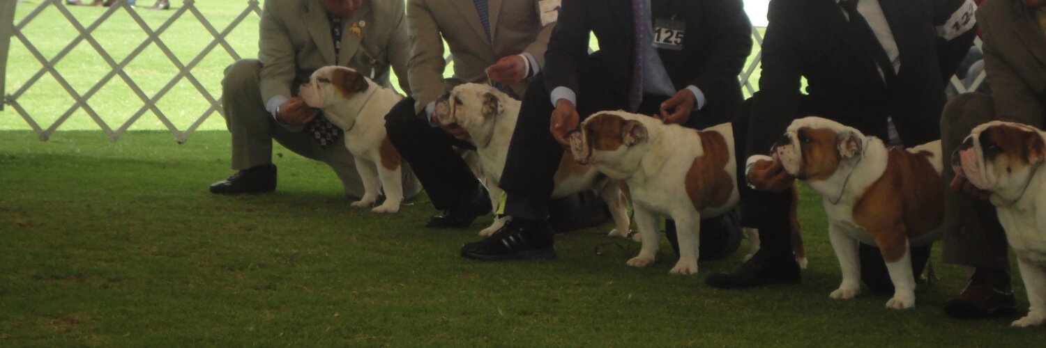 NERCYBULLDOGER's profile banner image