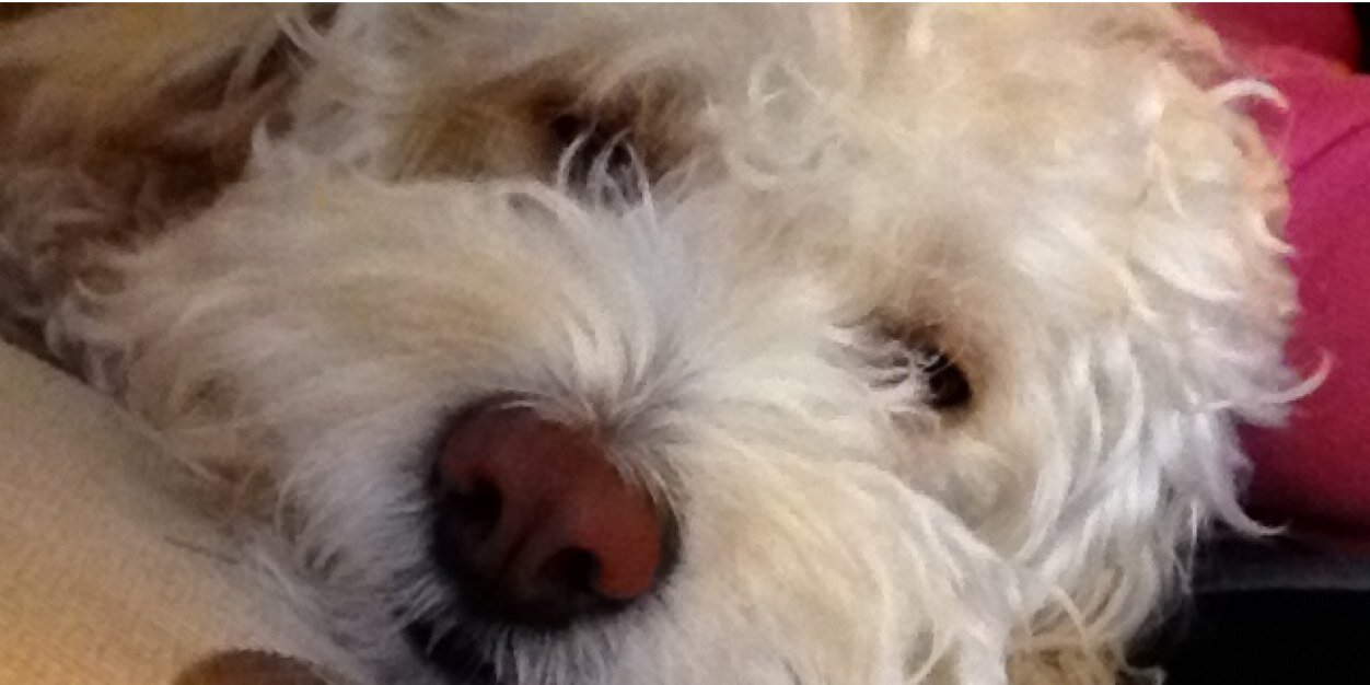 CLigerou's profile banner image