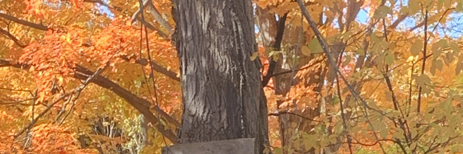 junglebee banner